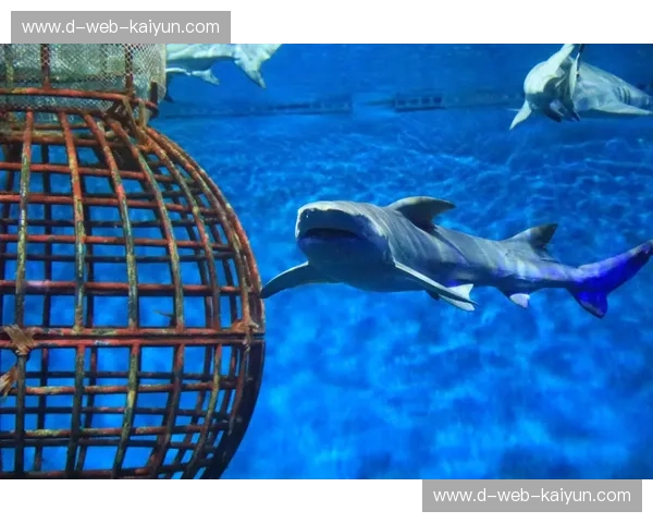 深海博弈：当巅峰意志遭遇“大鲨鱼”，谁才是真正的海域主宰？